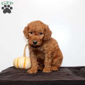 Cedric, Mini Goldendoodle Puppy
